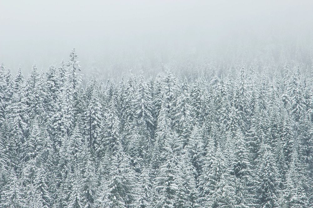 Snow covered evergreen forest on a foggy day. Original public domain image from Wikimedia Commons