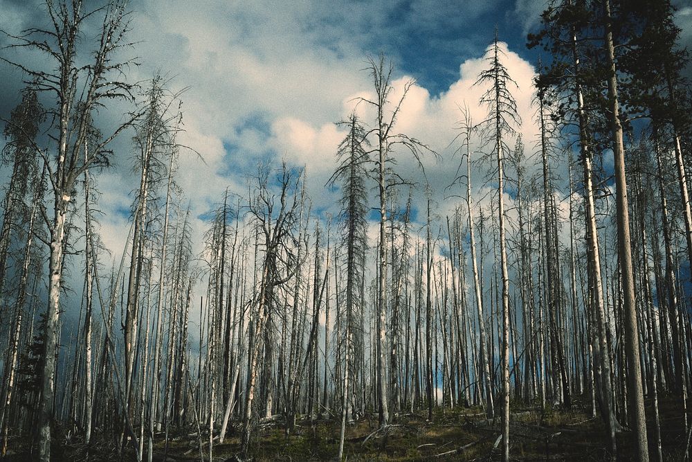 Dry forest background. Original public domain image from Wikimedia Commons