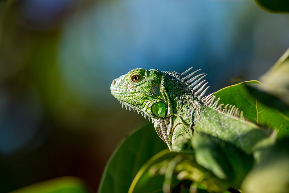 Green iguana. Original public domain image from Wikimedia Commons