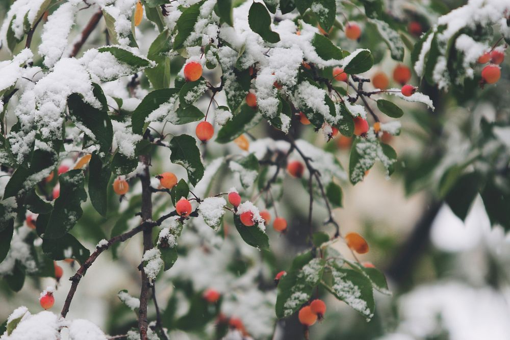 A close-up of crabapples on leafy branches covered by snow. Original public domain image from Wikimedia Commons