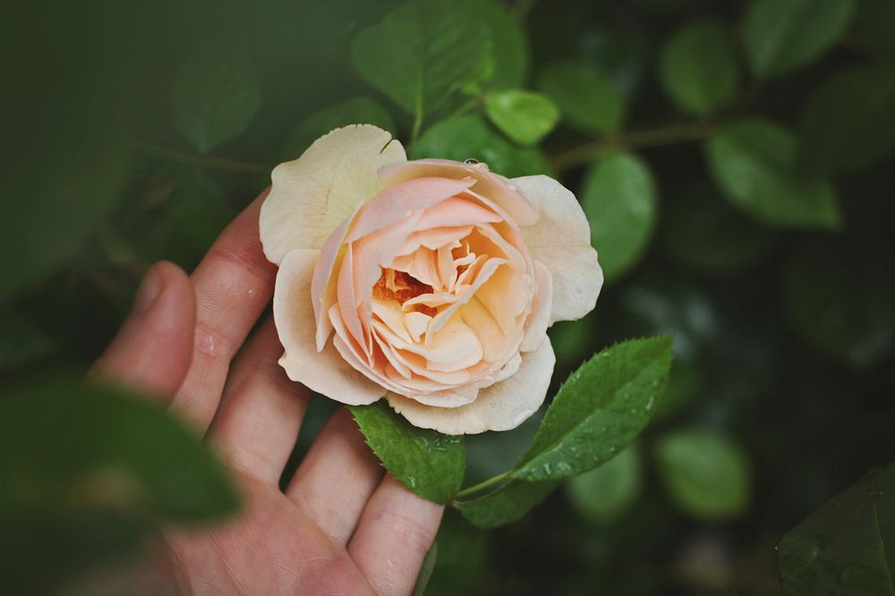 A person's hand gently touching the bottom of a white rose. Original public domain image from Wikimedia Commons