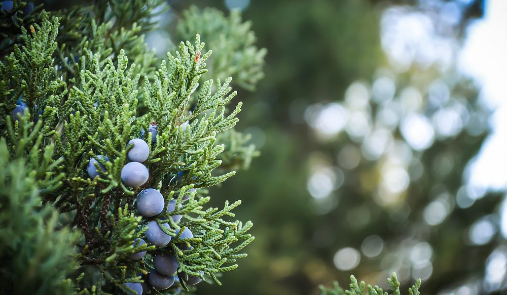 Juniper berries on a branch. Original public domain image from Wikimedia Commons