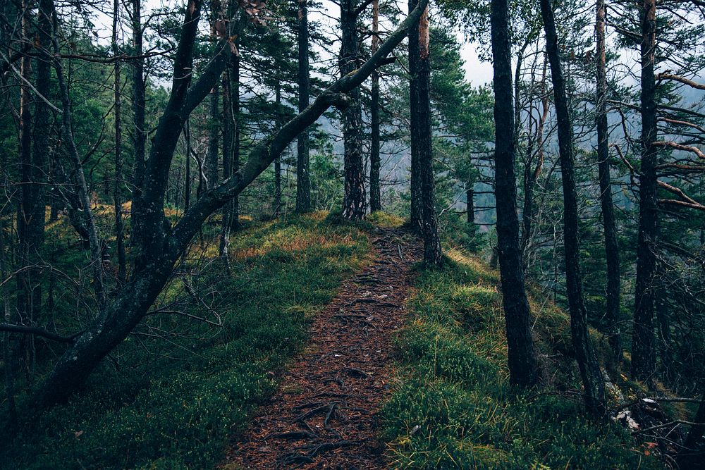 A path covered with tree roots cutting through a coniferous forest. Original public domain image from Wikimedia Commons