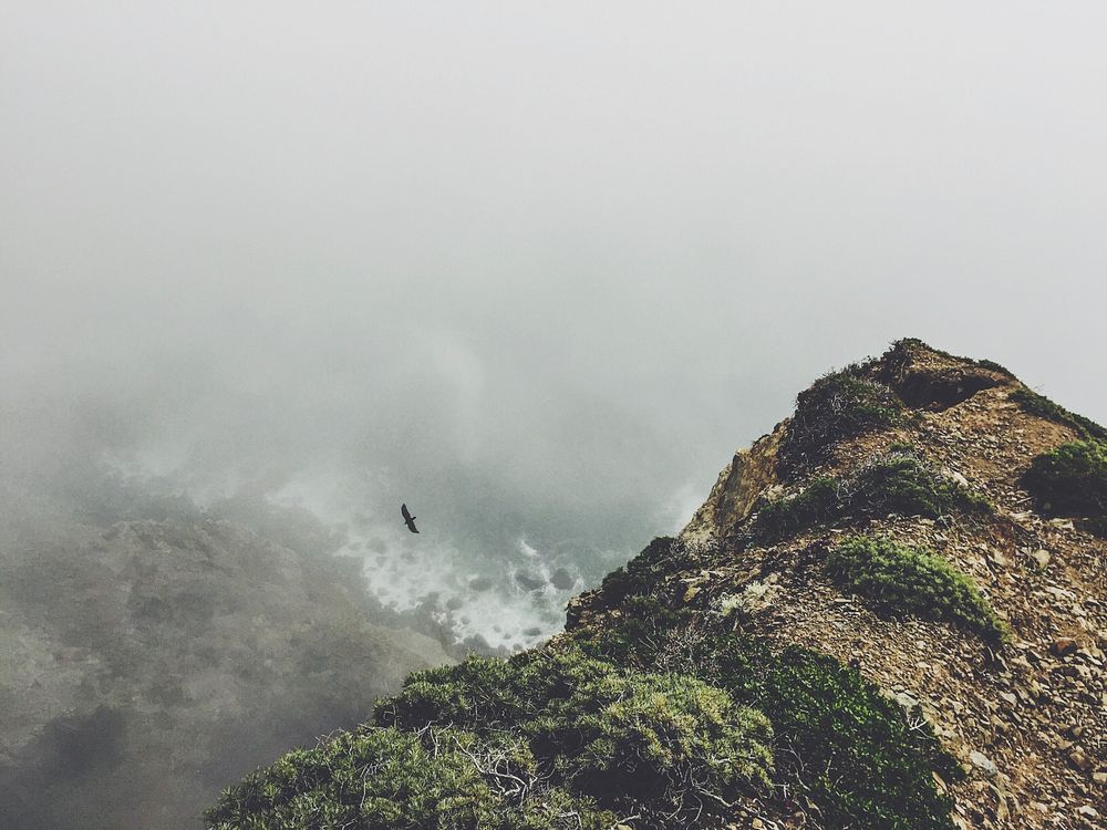 Bird soars over coastal bluffs on a foggy day. Original public domain image from Wikimedia Commons