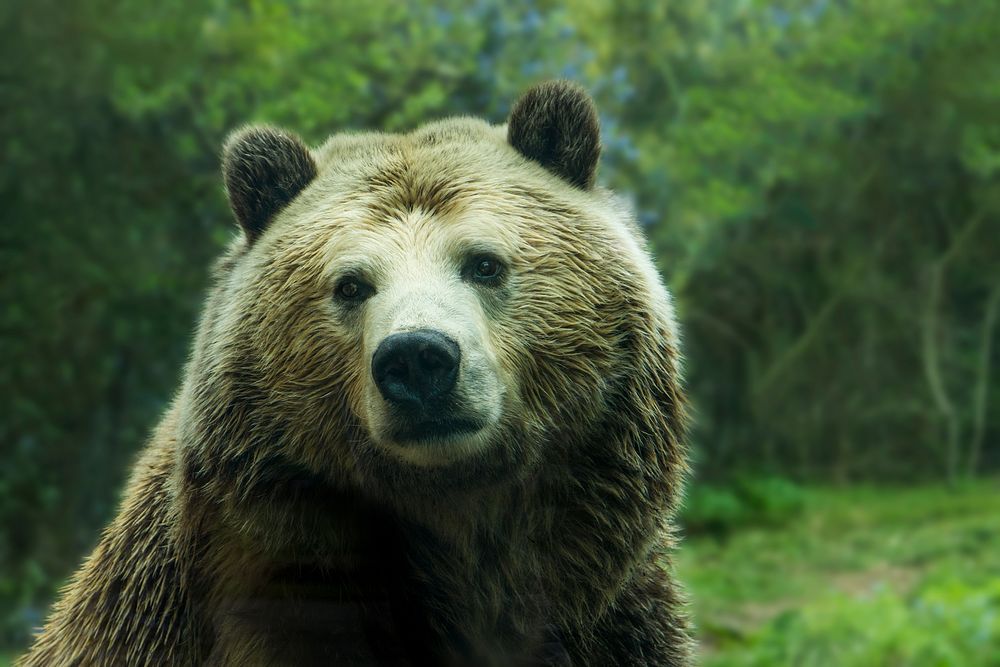 Close-up of a bear's face in a zoo. Original public domain image from Wikimedia Commons