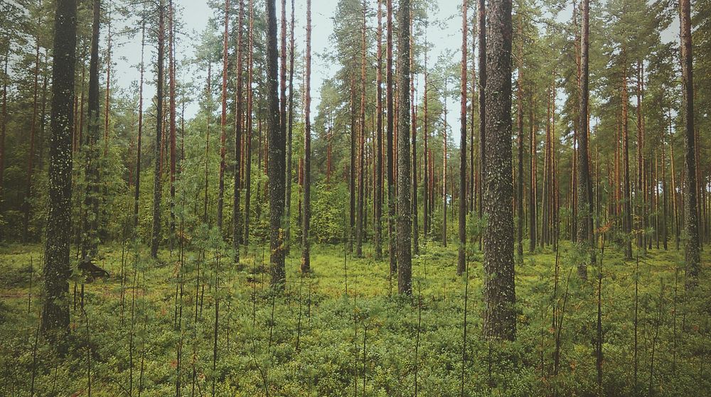 Thin tree trunks and saplings in a coniferous forest. Original public domain image from Wikimedia Commons