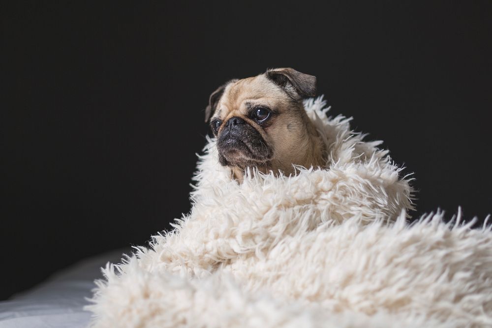 A pug wrapped in furry blanket. Original public domain image from Wikimedia Commons