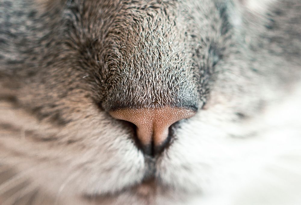 Cat's nose. Original public domain image from Wikimedia Commons
