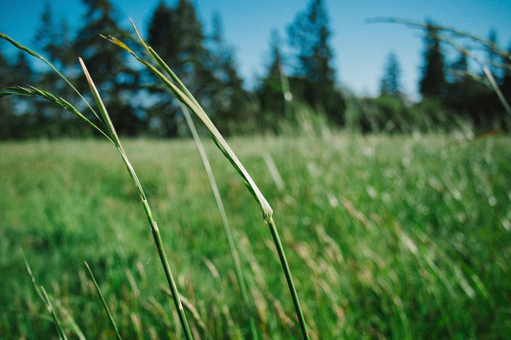 A macro shot of tall blades of grass swaying in the wind. Original public domain image from Wikimedia Commons