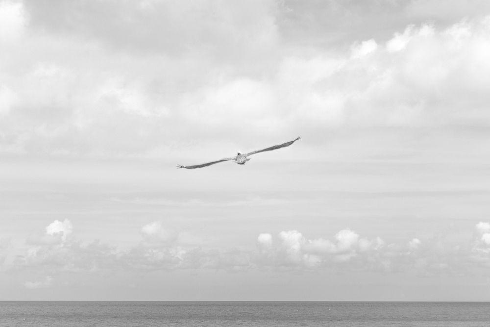 Black and white shot of seagull with full wingspan flying over sea with cloudy sky. Original public domain image from…