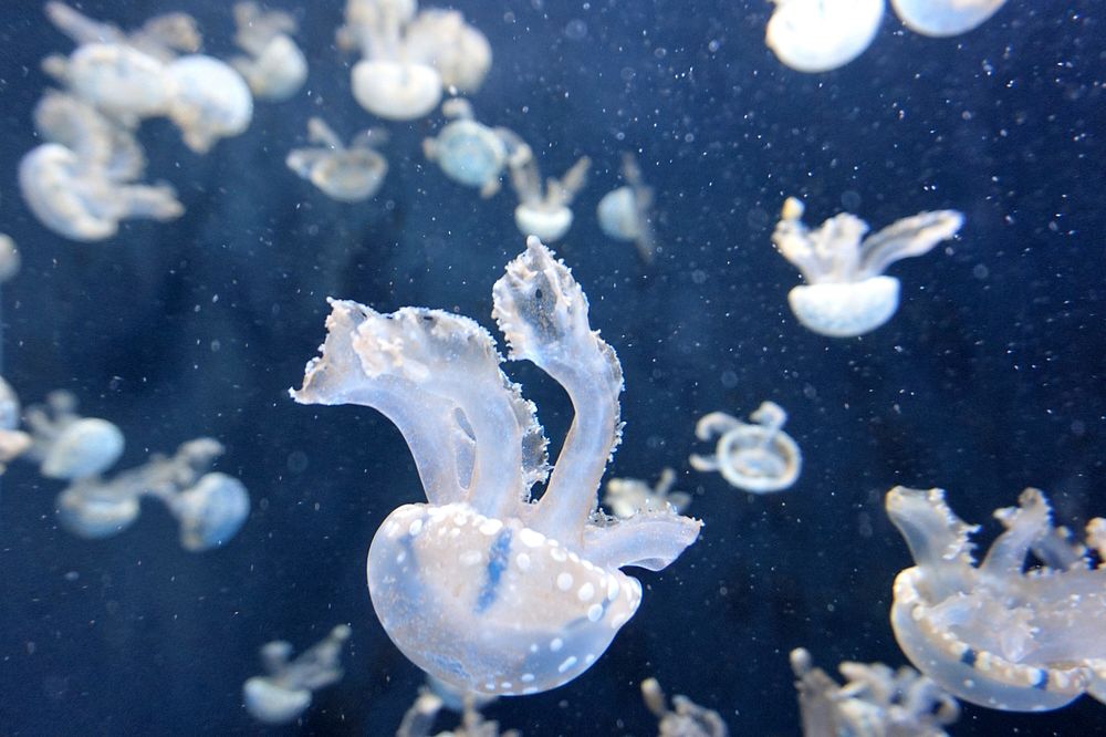 Floating jellyfish. Original public domain image from Wikimedia Commons