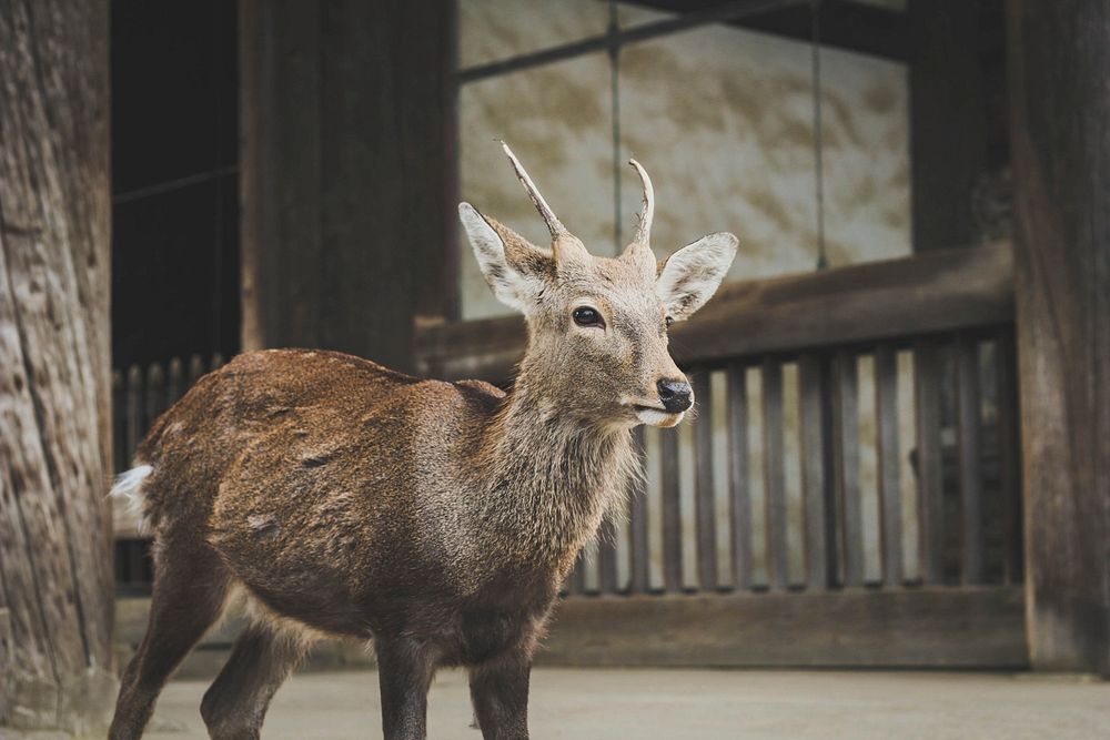 Nara, Japan. Original public domain image from Wikimedia Commons