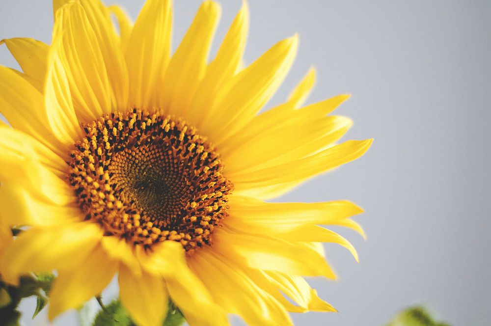 Sunflower background. Original public domain image from Wikimedia Commons