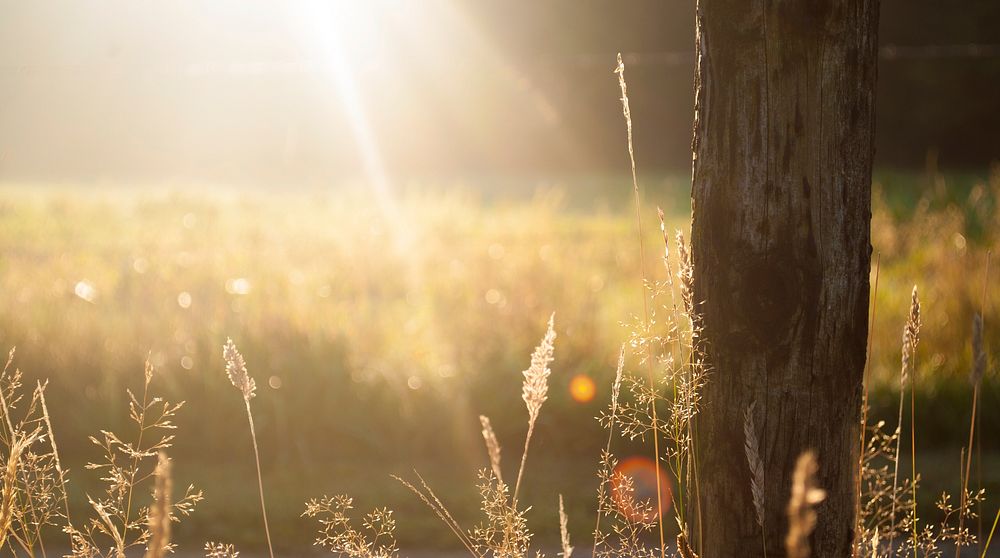 Sun flare at a meadow. Original public domain image from Wikimedia Commons