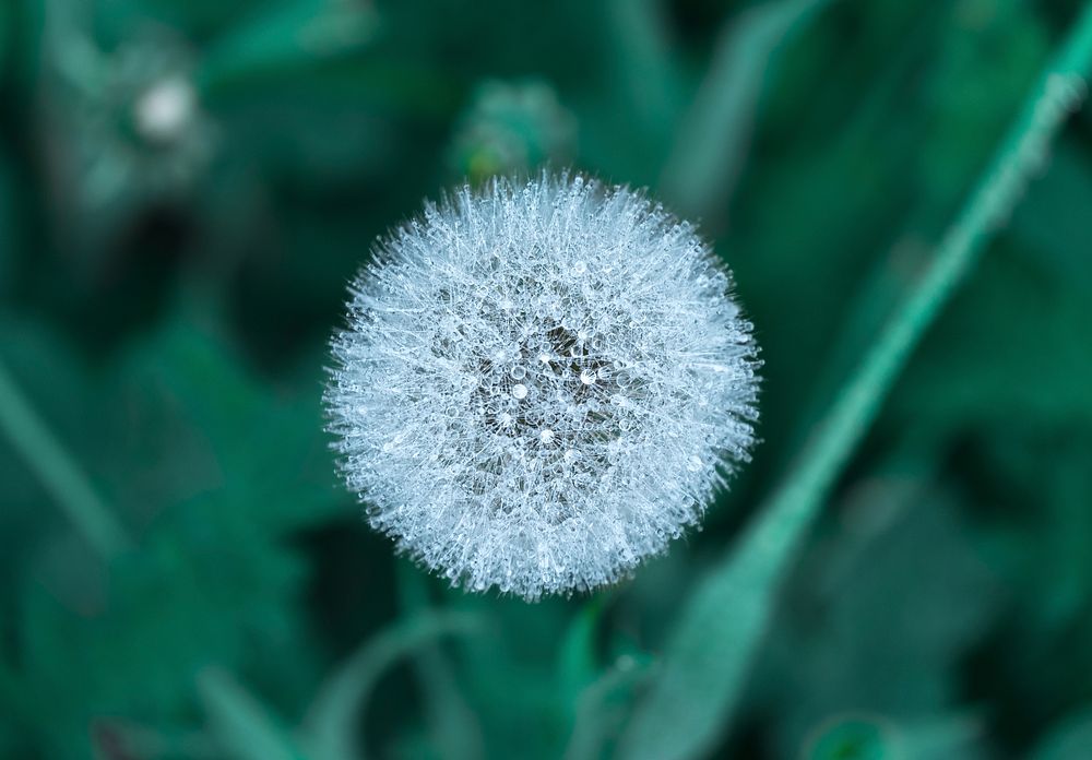 Dandelion. Original public domain image from Wikimedia Commons