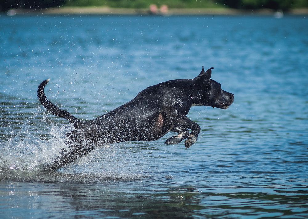 Dog jumping in the water at Maribor. Original public domain image from Wikimedia Commons