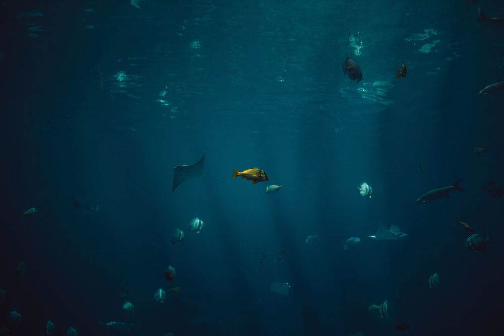 Fish swimming in the Georgia Aquarium at Atlanta. Original public domain image from Wikimedia Commons