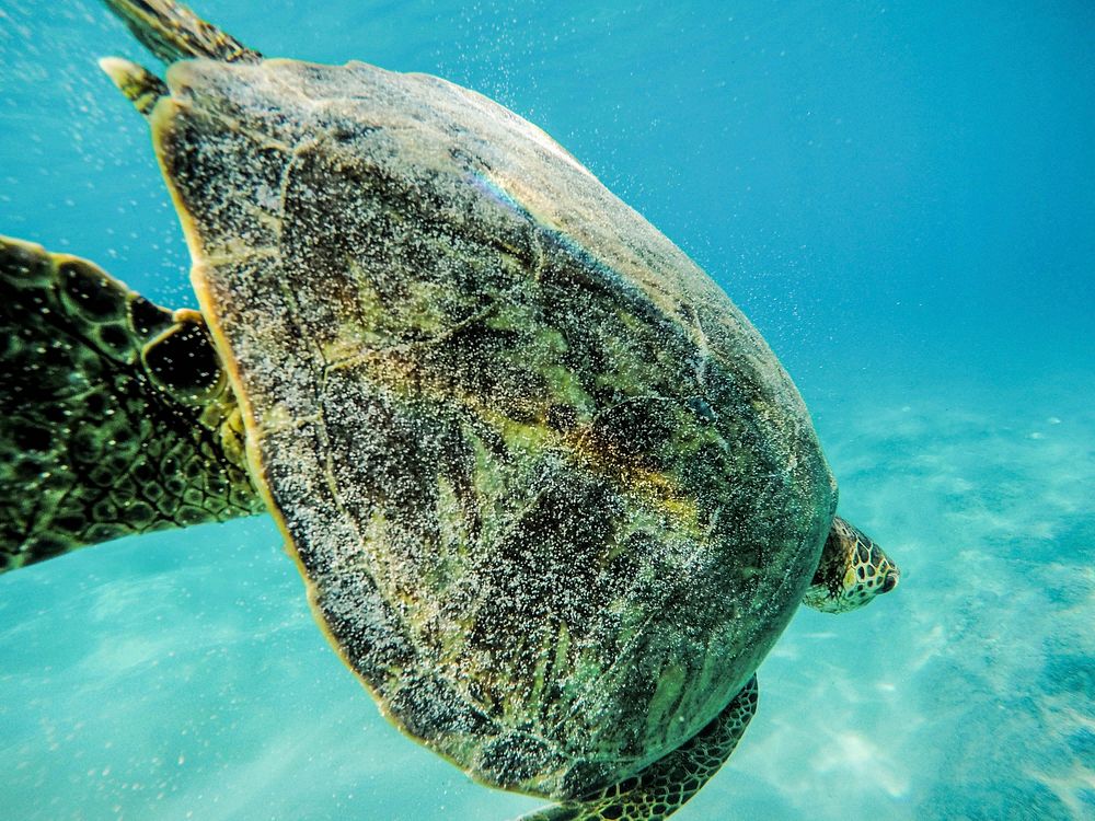 Green sea turtle in O'ahu, United States. Original public domain image from Wikimedia Commons