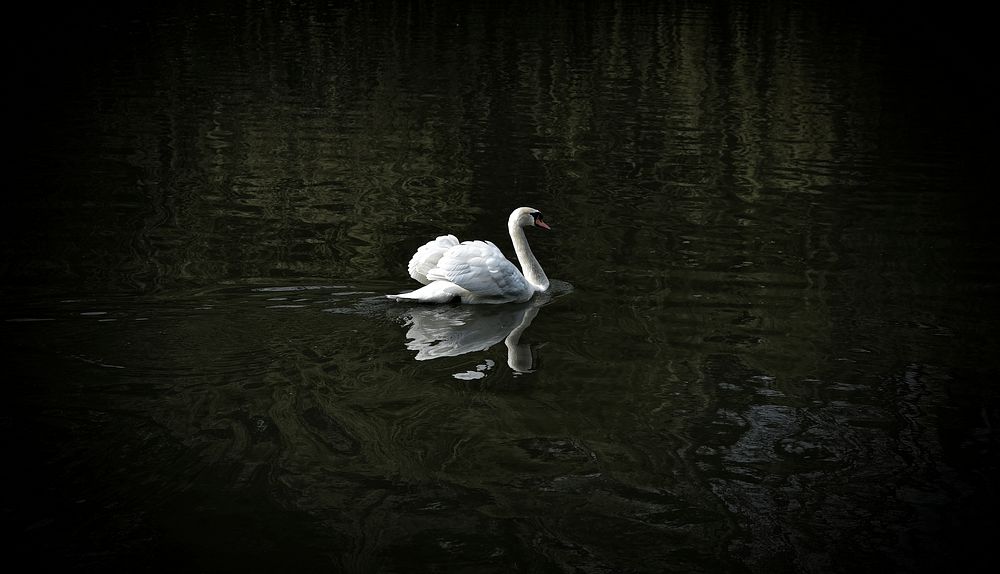 White swan in the water. Original public domain image from Wikimedia Commons