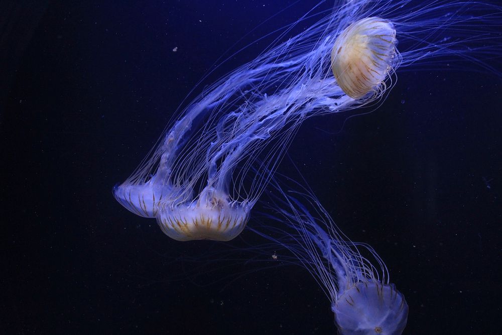 Jellyfish in dark blue ocean. Original public domain image from Wikimedia Commons