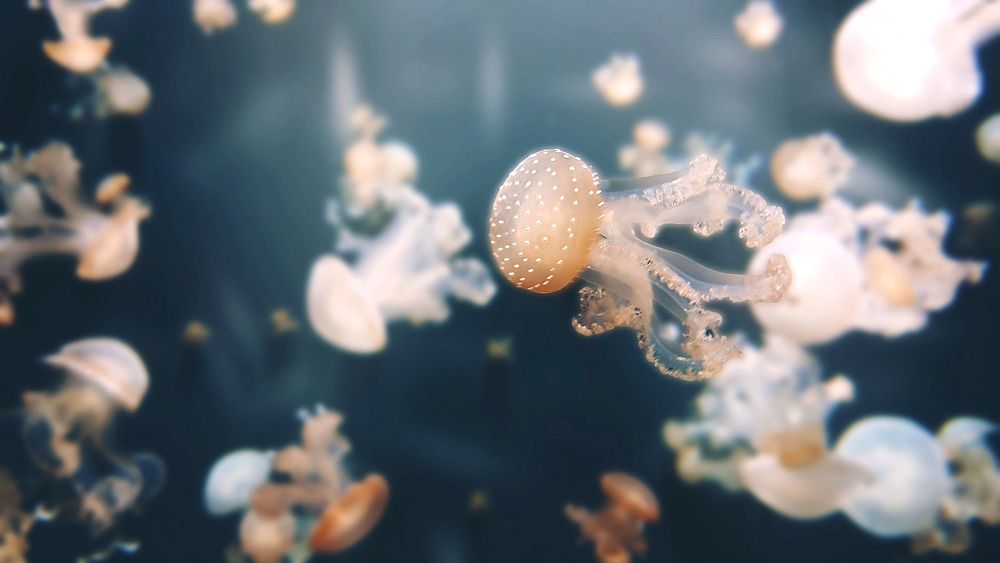 One jellyfish in focus swimming amongst blurred jellyfish at L'Aquarium de Paris. Original public domain image from…