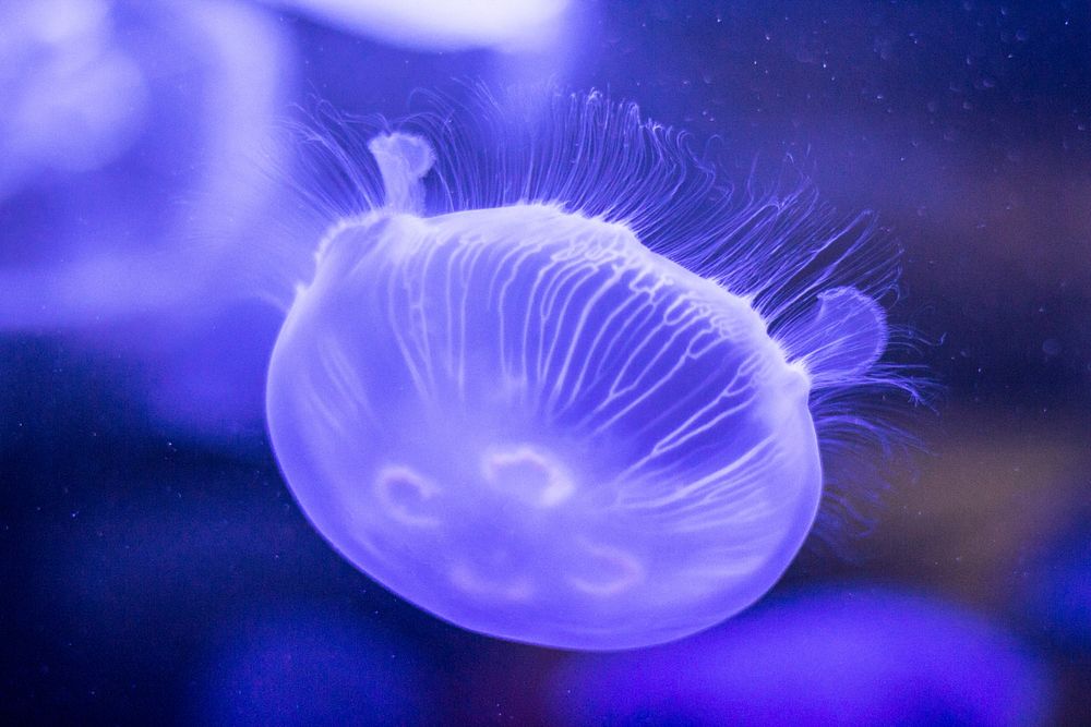 Jellyfish. Original public domain image from Wikimedia Commons