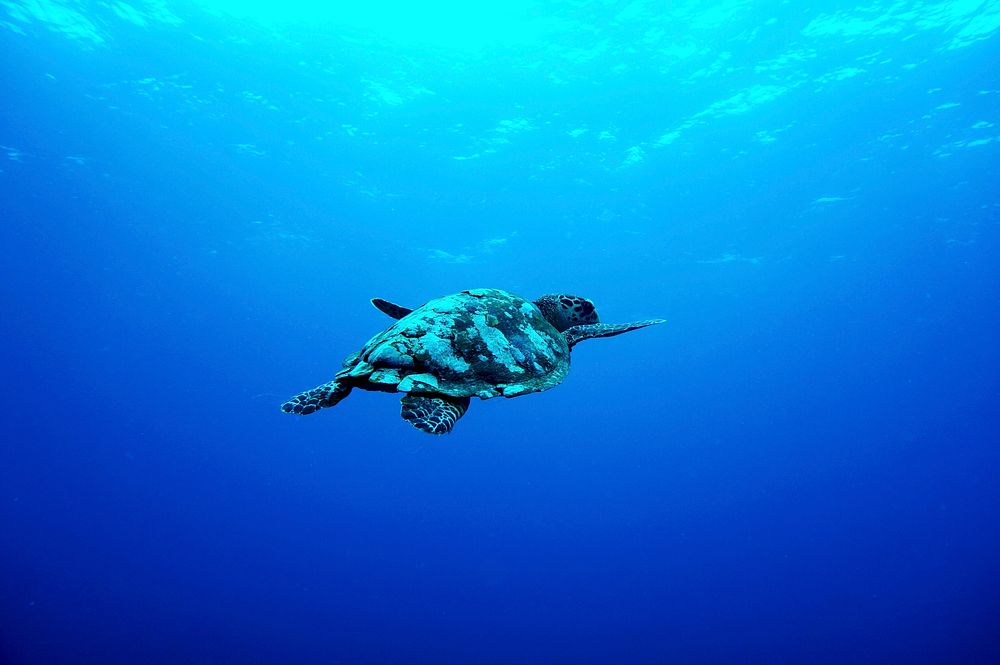 Little turtle swimming alone in ocean. Original public domain image from Wikimedia Commons
