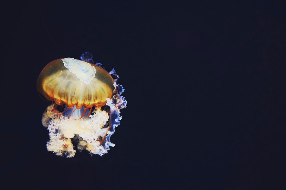 Orange jelly fish in deep under the sea. Original public domain image from Wikimedia Commons