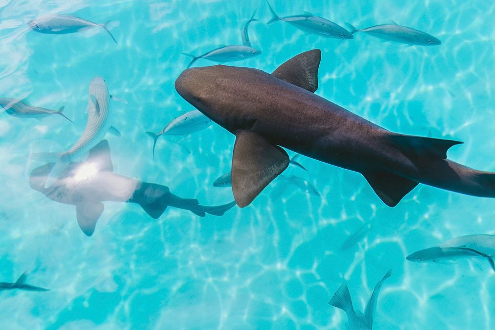 Sharks and Fish. Original public domain image from Wikimedia Commons