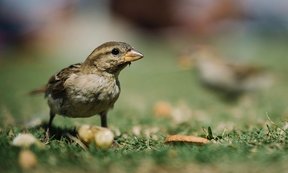 Female house sparrow (Passer domesticus) in Izola, Slovenia.. Original public domain image from Wikimedia Commons