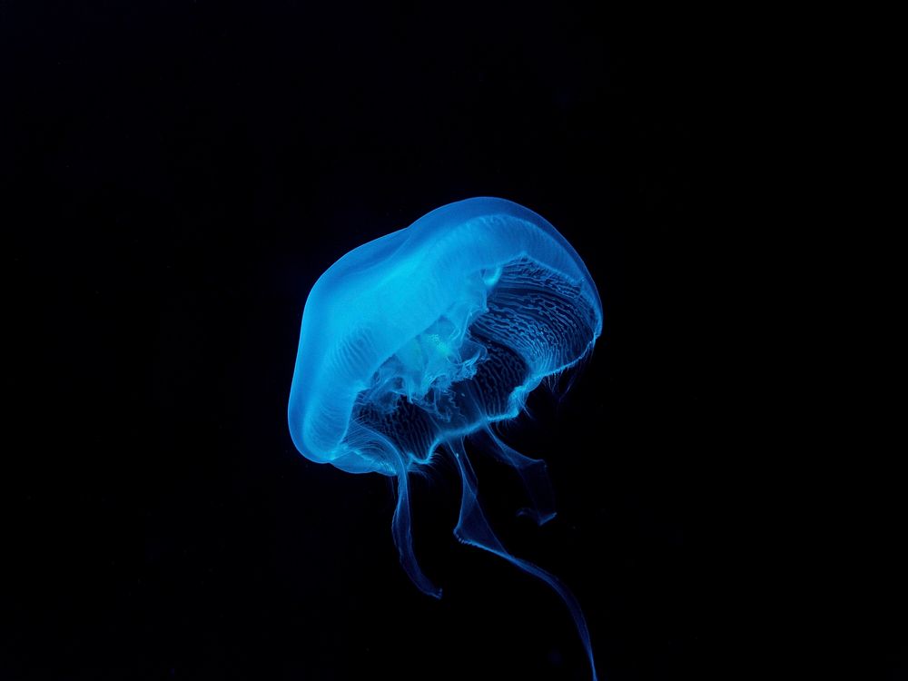 Blue light from jelly fish under deep ocean, image from Unsplash. Original public domain image from Wikimedia Commons