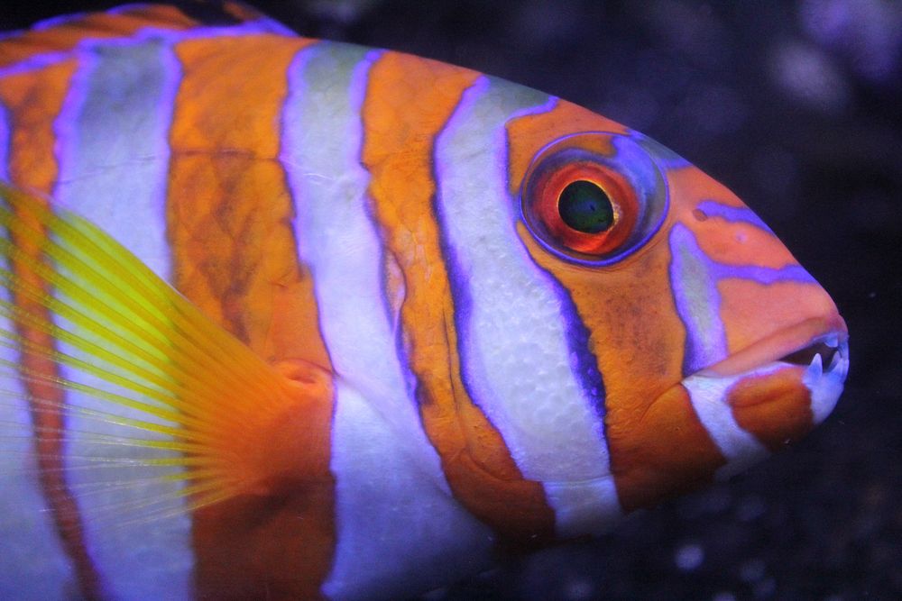 Colorful fish closeup. Original public domain image from Wikimedia Commons