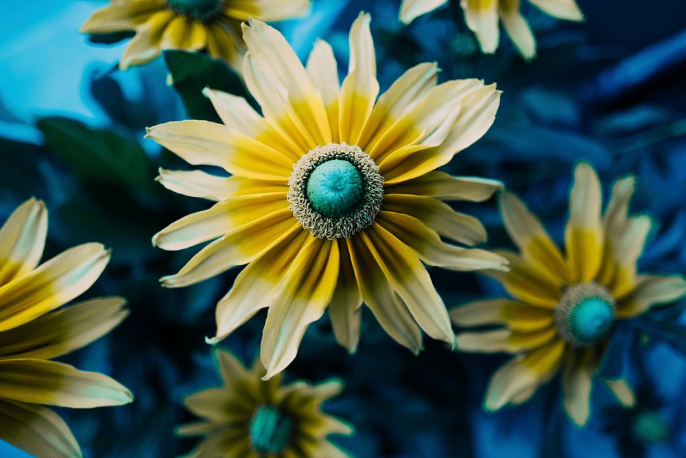 Yellow flowers on the blue background. Original public domain image from Wikimedia Commons