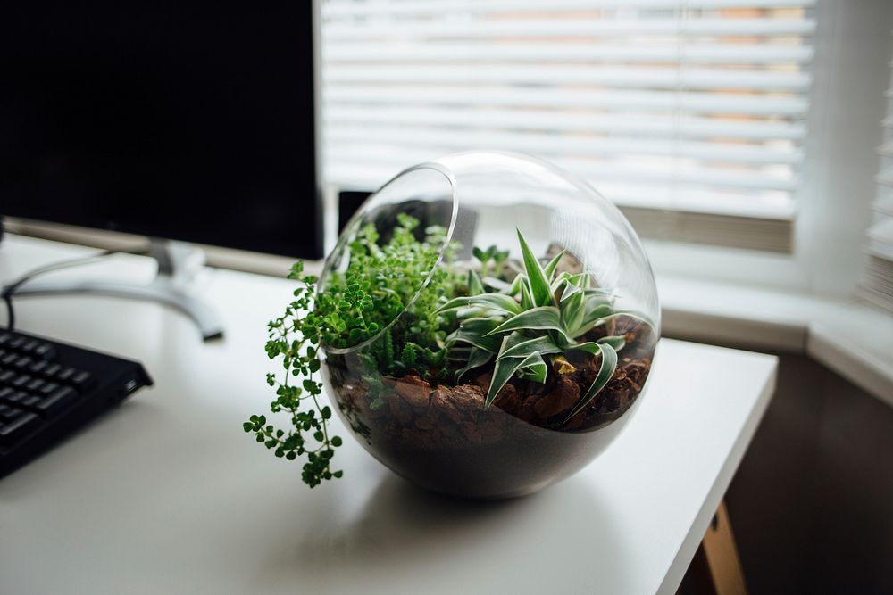 Terrarium on a table by the window. Original public domain image from Wikimedia Commons