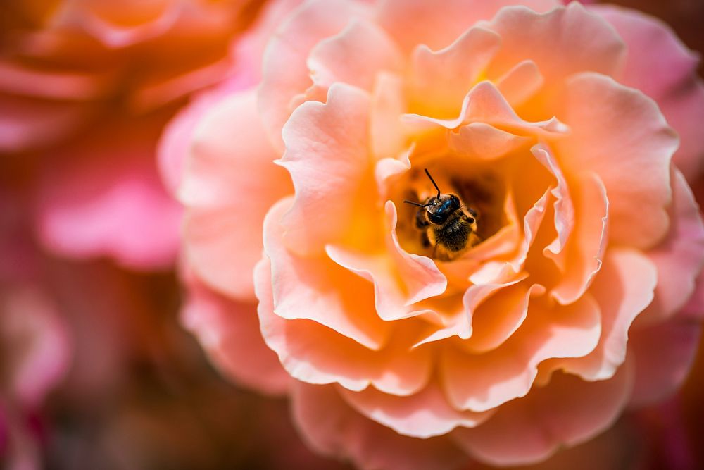 A macro shot of a bee collecting pollen inside a light pink flower. Original public domain image from Wikimedia Commons