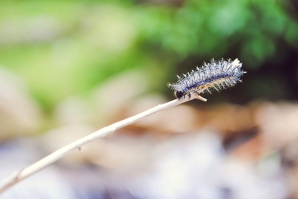 A macro shot of a hairy caterpillar climbing down a twig in El Salado. Original public domain image from Wikimedia Commons