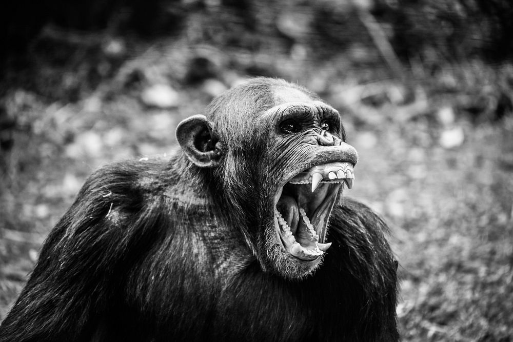 Monkey intimidating, black and white photo. scOriginal public domain image from Wikimedia Commons