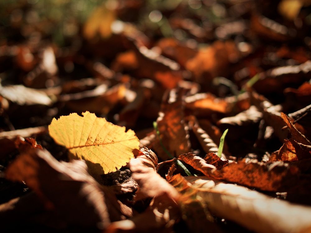 A low macro shot of yellow and brown autumn leaves. Original public domain image from Wikimedia Commons