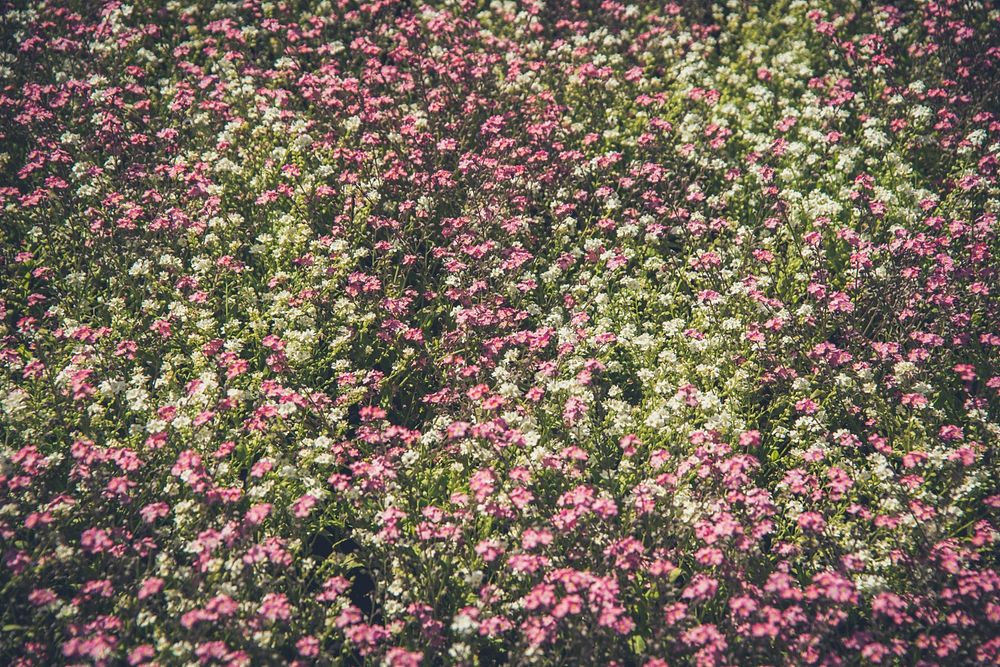 A dense patch of white and pink flowers in a park. Original public domain image from Wikimedia Commons