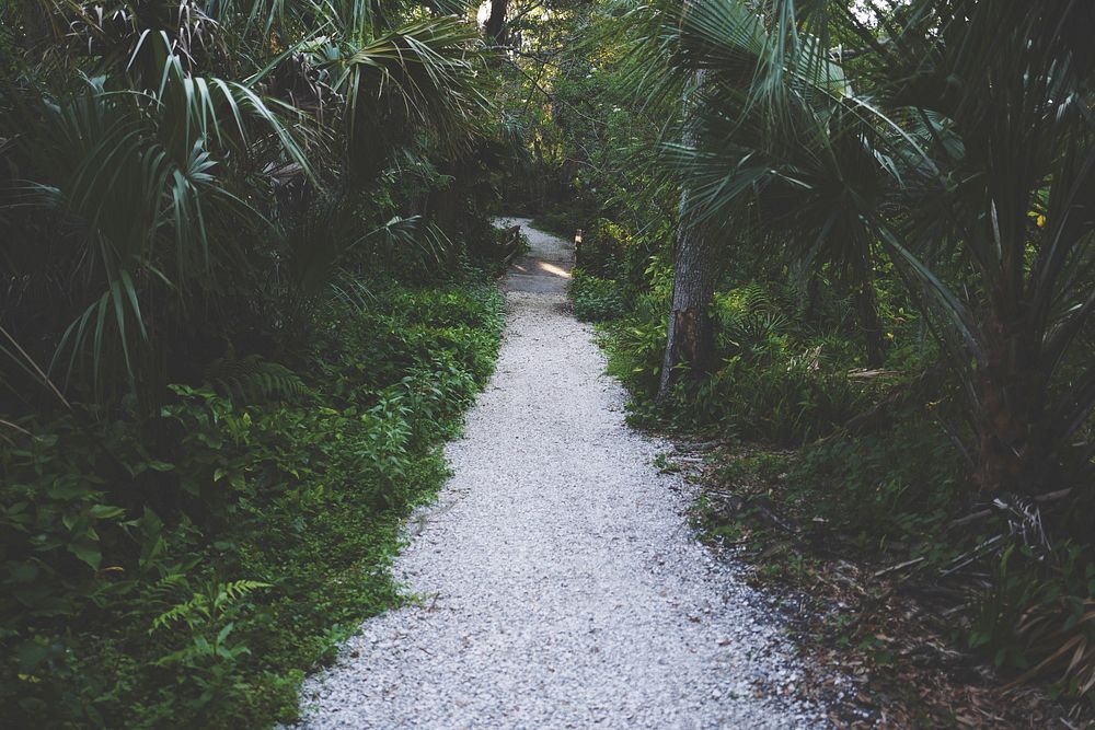 A gravel path surrounded by palm trees and tropical vegetation in John R. Bonner Nature Park. Original public domain image…