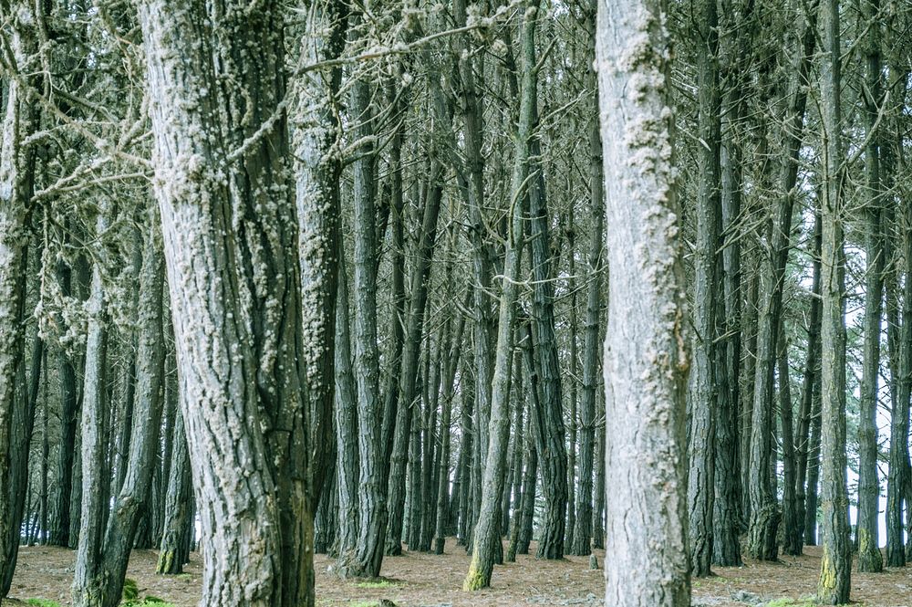 Grayish tree trunks in the middle of a forest. Original public domain image from Wikimedia Commons