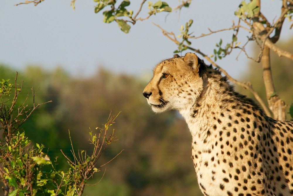 Cheetah in Botswana. Original public domain image from Wikimedia Commons