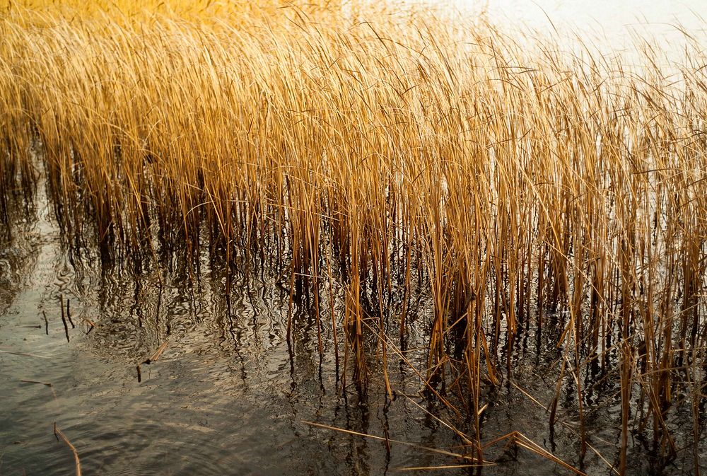 Golden reeds in a body of water swaying in the wind in Djurgården. Original public domain image from Wikimedia Commons