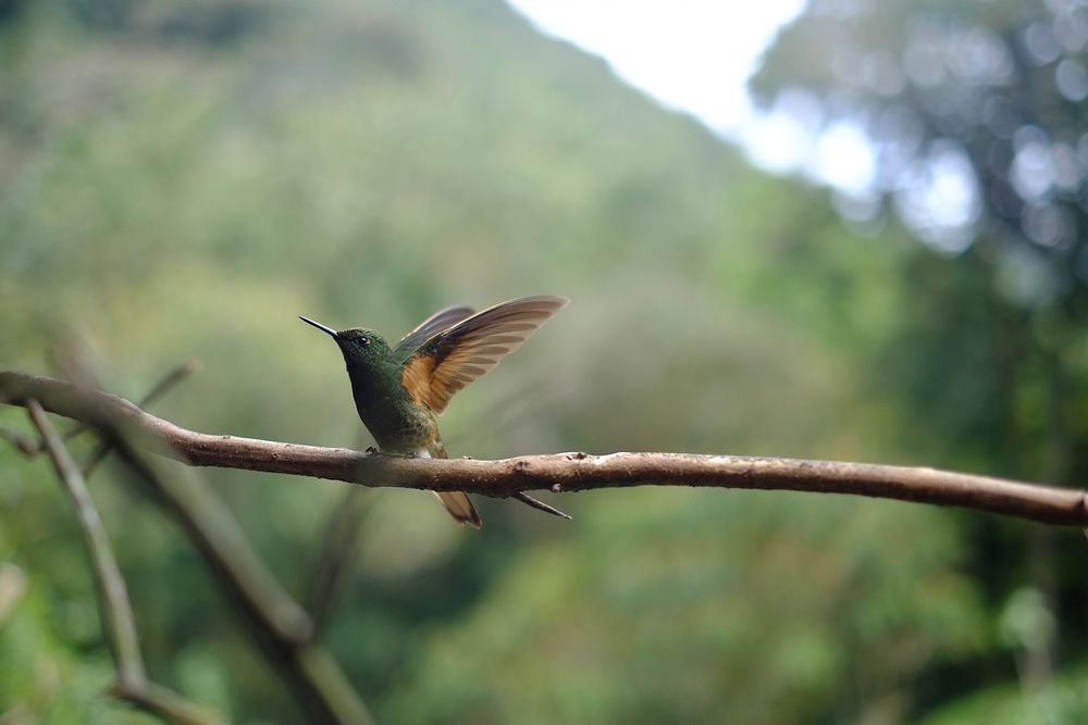 Green hummingbird taking off. Original public domain image from Wikimedia Commons