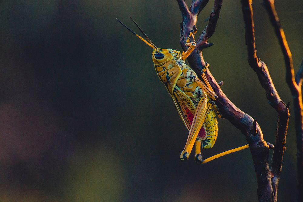 A close-up of a bright yellow grasshopper sitting on a branch. Original public domain image from Wikimedia Commons
