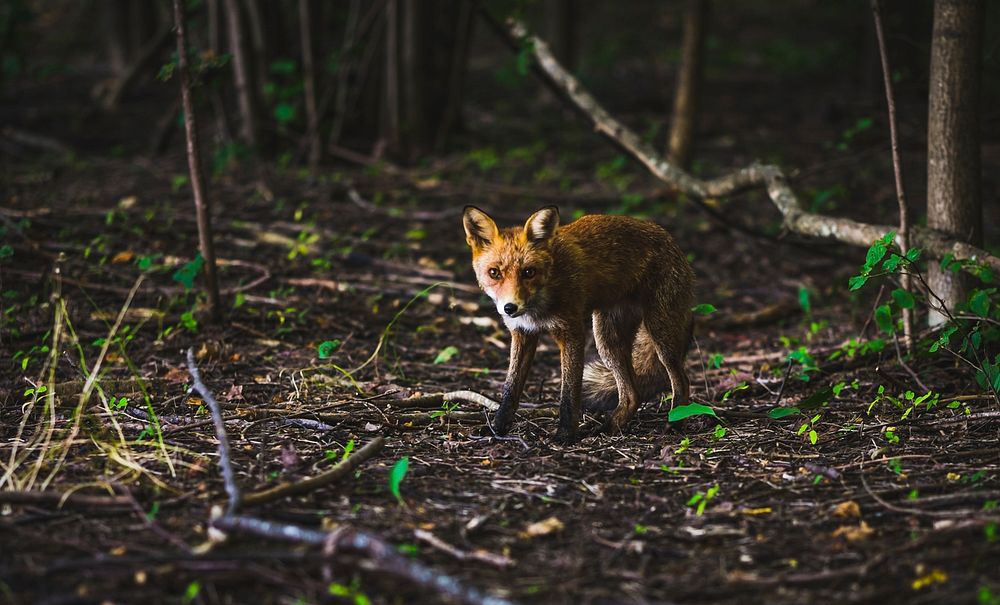 A cautious fox walking across the forest floor on a spring's day. Original public domain image from Wikimedia Commons