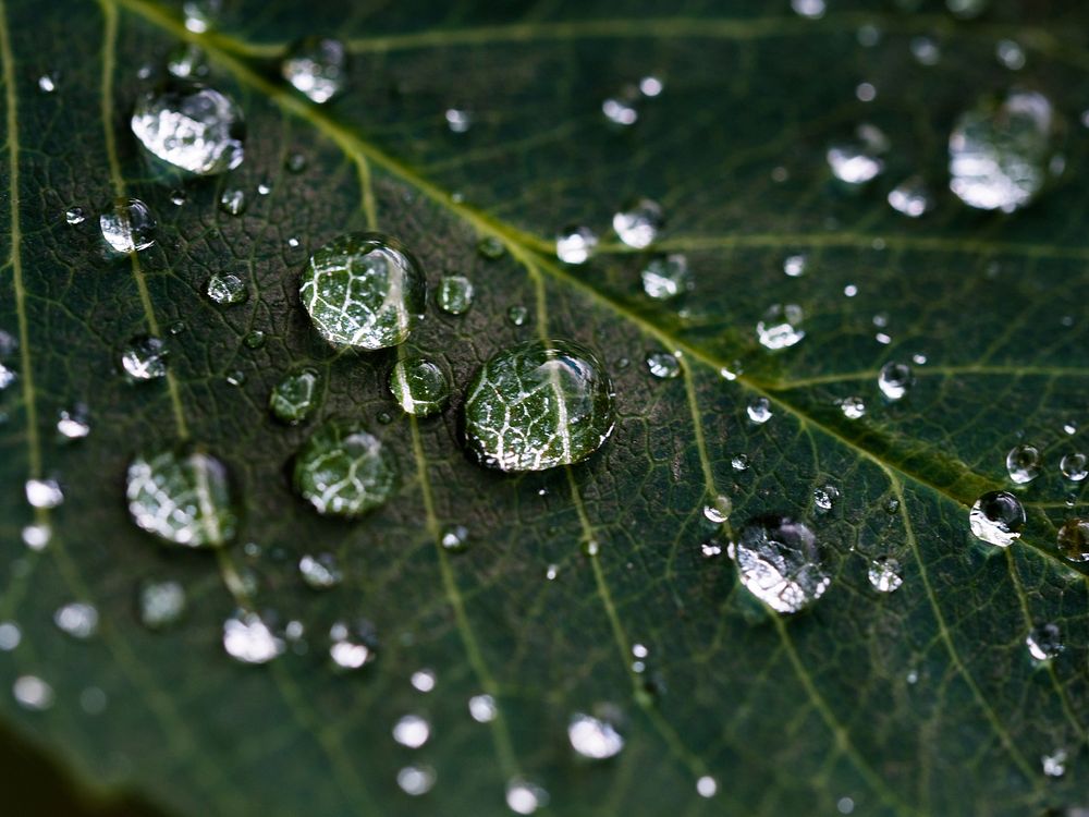 A macro shot of droplets of water on the veiny surface of a dark green leaf. Original public domain image from Wikimedia…