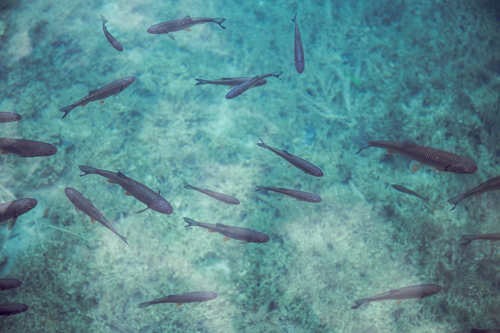 A school of fish swimming in clear azure water. Original public domain image from Wikimedia Commons