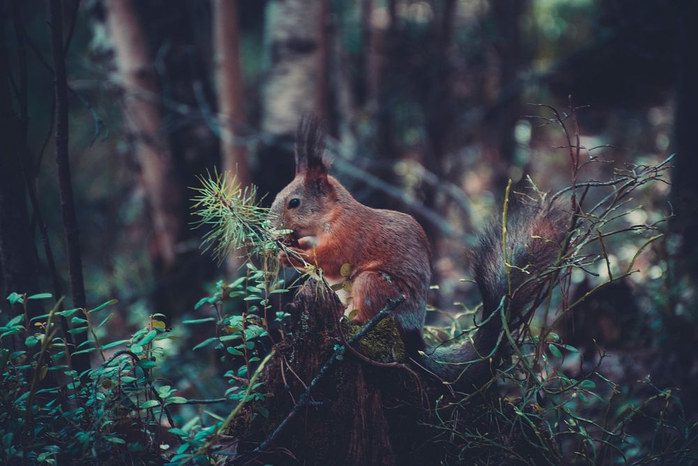 A nibbling squirrel in the forest. Original public domain image from Wikimedia Commons