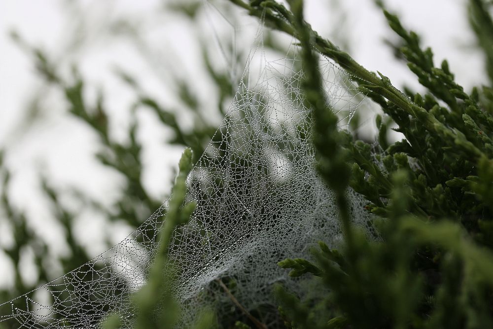 An intricate dew-covered cobweb on budding green branches. Original public domain image from Wikimedia Commons